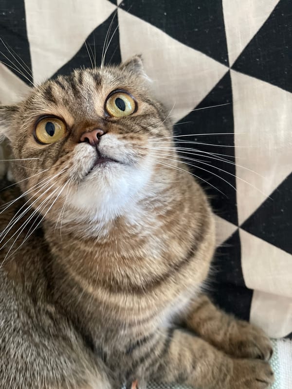 Scottish Fold tabby cat lounging in Dzerzhinsk, Russia