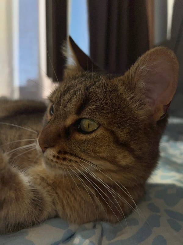 Tabby cat enjoys lazy afternoon on bed in Netherlands