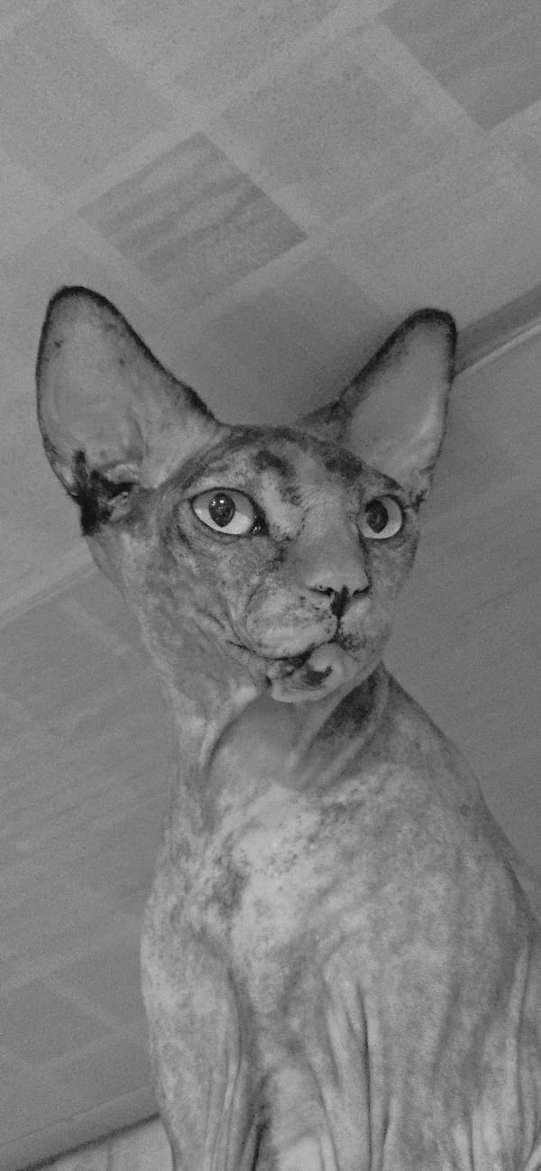 Sphynx cat at home in Baku, an afternoon in portraits