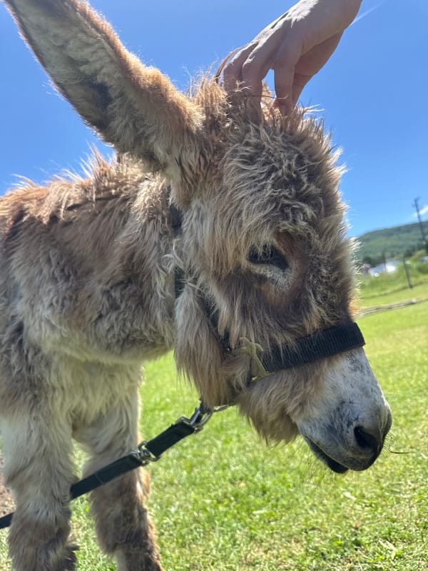 Farm animal encounters with ponies, donkeys, alpaca and emu