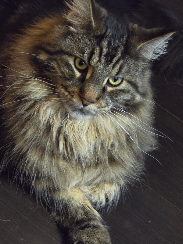 Cats exploring and lounging in Krasnoyarsk home