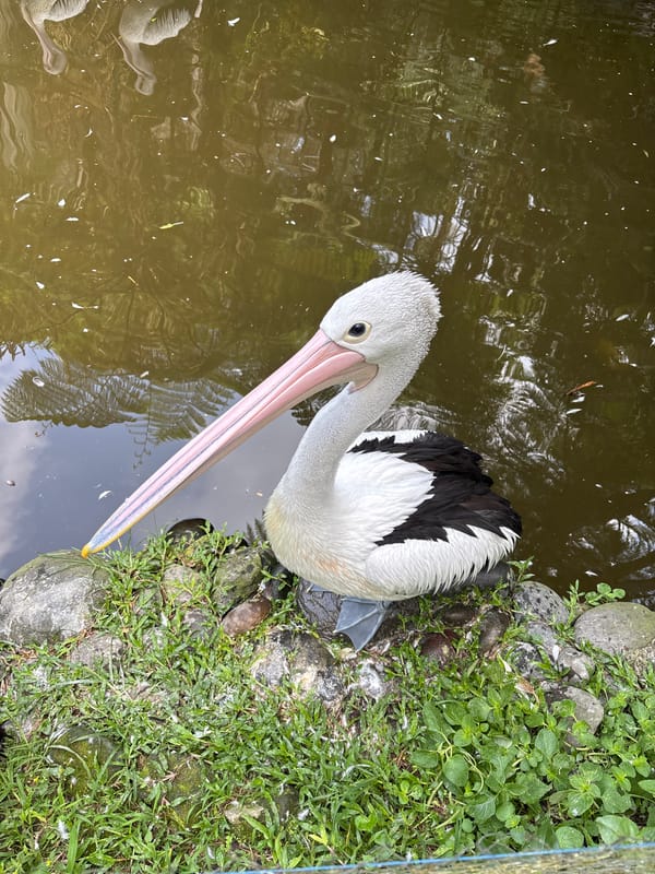 Australian pelicans at a Baturiti pond, Bali Butterfly Park
