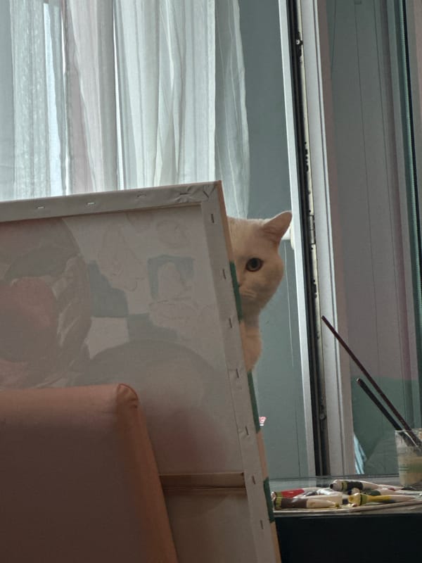 Morning routine with breakfast and curious cat in Novi Sad