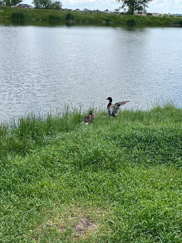 Bulgarian countryside scenes: ducks, scooter captured in morning observations