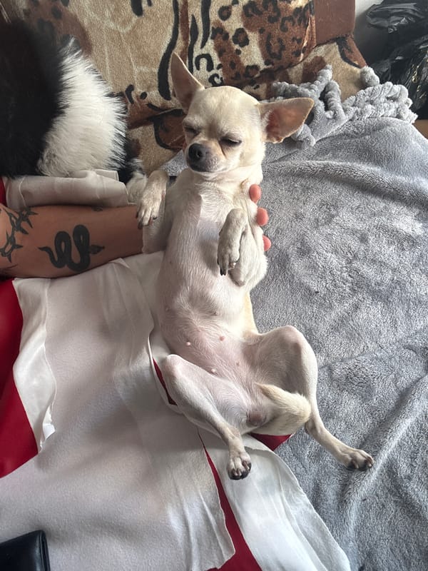 Chihuahua chilling upside down on a leopard-print couch