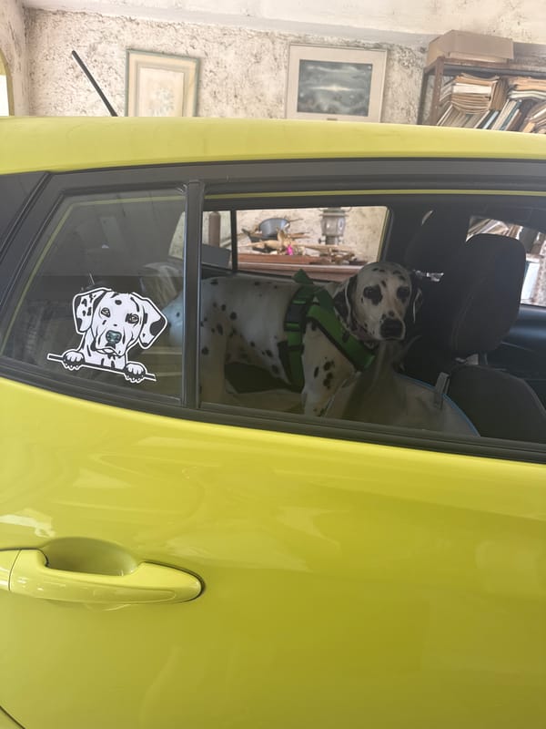 Woman and harnessed Dalmatian spotted in Xochitepec, Mexico