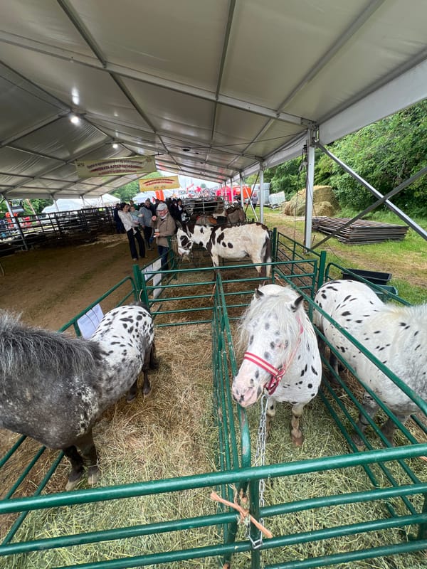 Farm animals displayed at sheep breeding festival in Bulgaria
