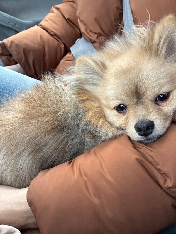 Dog rests against puffer jacket in Plovdiv