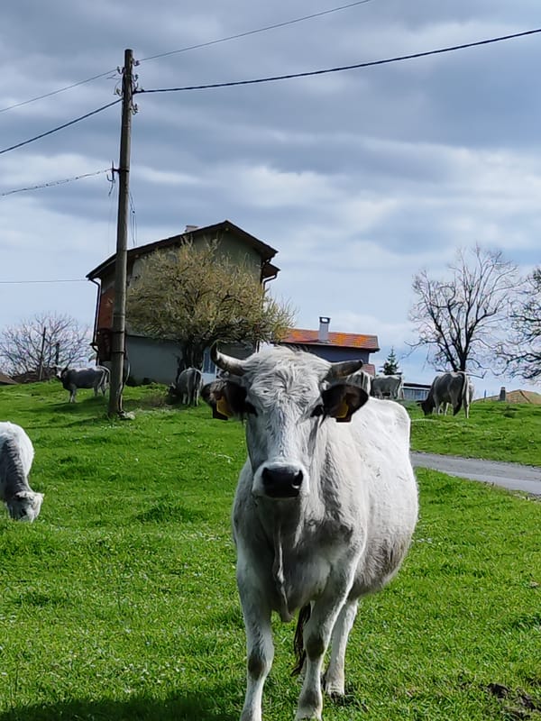 Cattle herd grazing in Bulgarian countryside captured by motorist