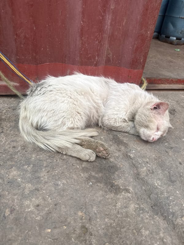 White cat sleeps on concrete near wooden structure in Safi