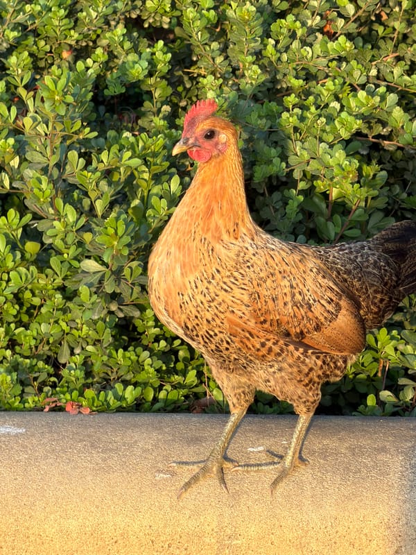 Urban wildlife spotted roaming Tel-Aviv streets, gardens Tuesday afternoon