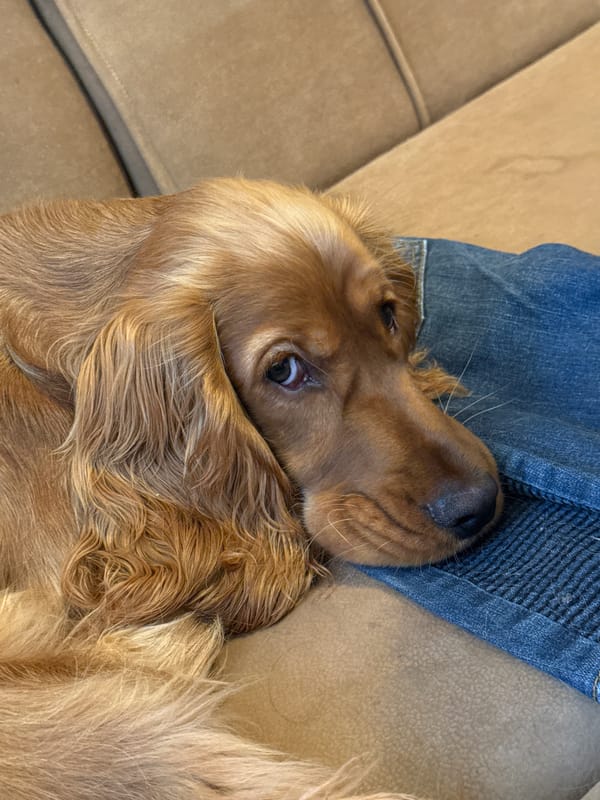 Cocker Spaniel rests with owner on couch in Sopot