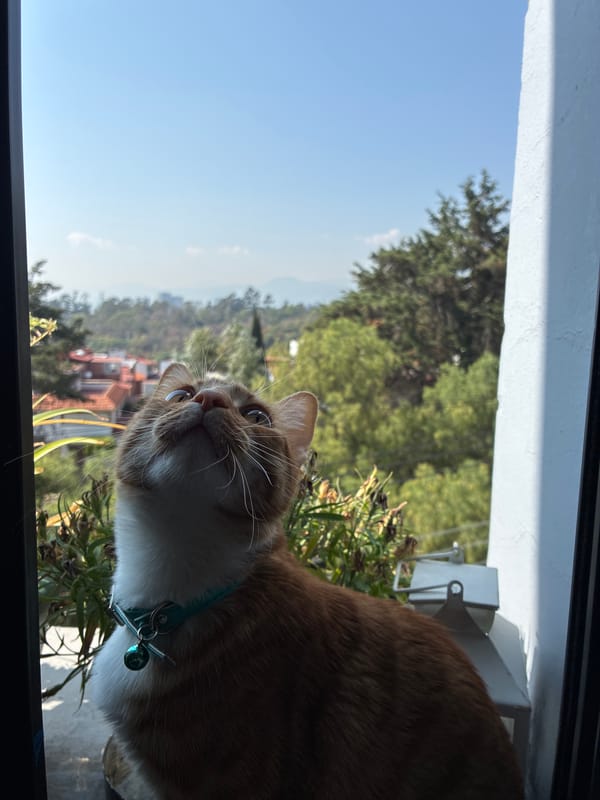 Cat spotted in Mexico City window overlooking residential neighborhood