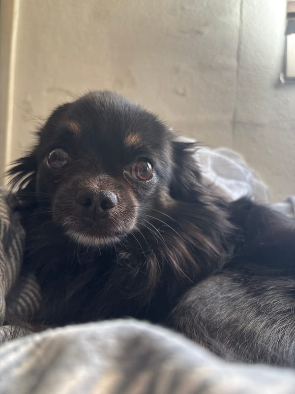 Small black dog rests on bedding in UK home