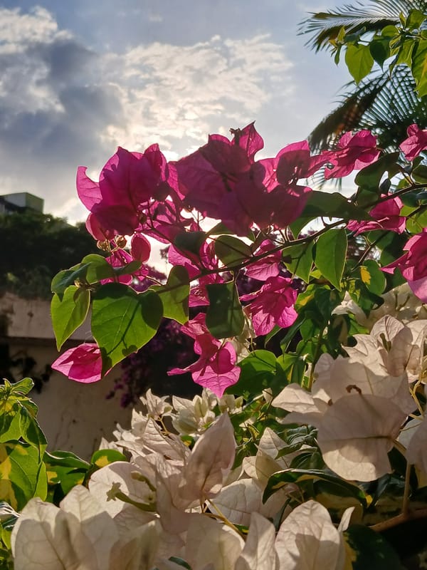 Evening garden photography session captures cats and flowers in Ciudad Guayana