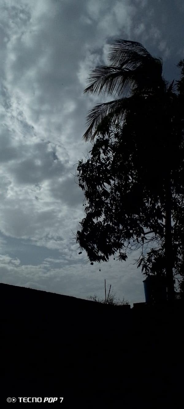 Cloudy evening skies documented through trees in Altagracia, Venezuela