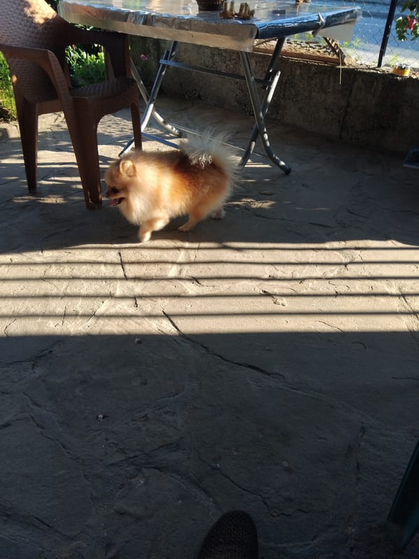 Pomeranian dog spotted on residential patio in Apriltsi, Bulgaria