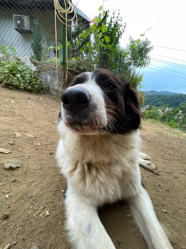 Hanging out with dogs and cats in rural Zlatograd