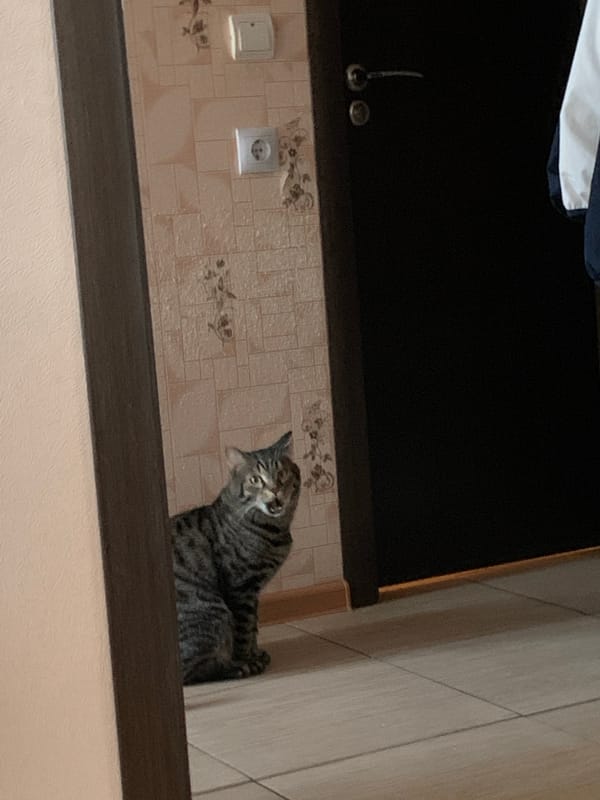 Tabby cat observed in multiple indoor positions over three minutes