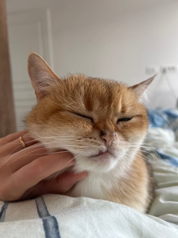 Cat enjoys gentle petting session in Bar, Montenegro