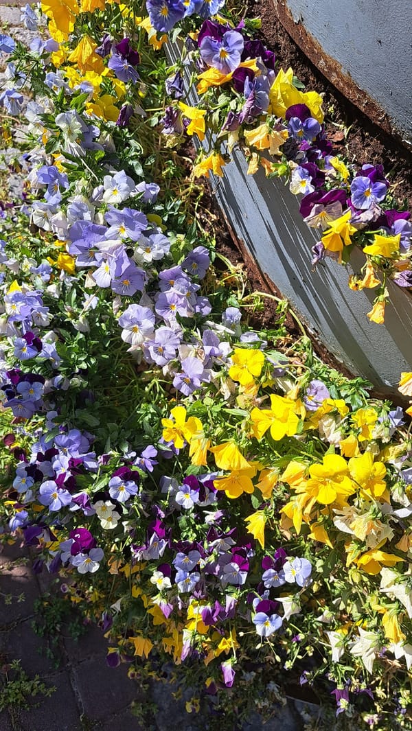 Spring flowers bloom in Sevlievo garden display