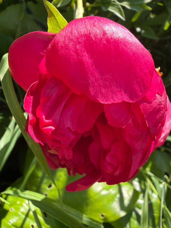 Summer garden blooms, ripe berries, and a backyard grill going