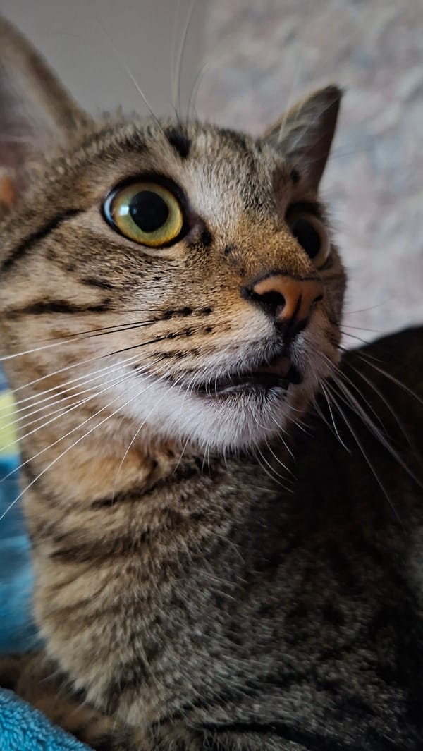 Domestic cat photography session captured in rural Belarus