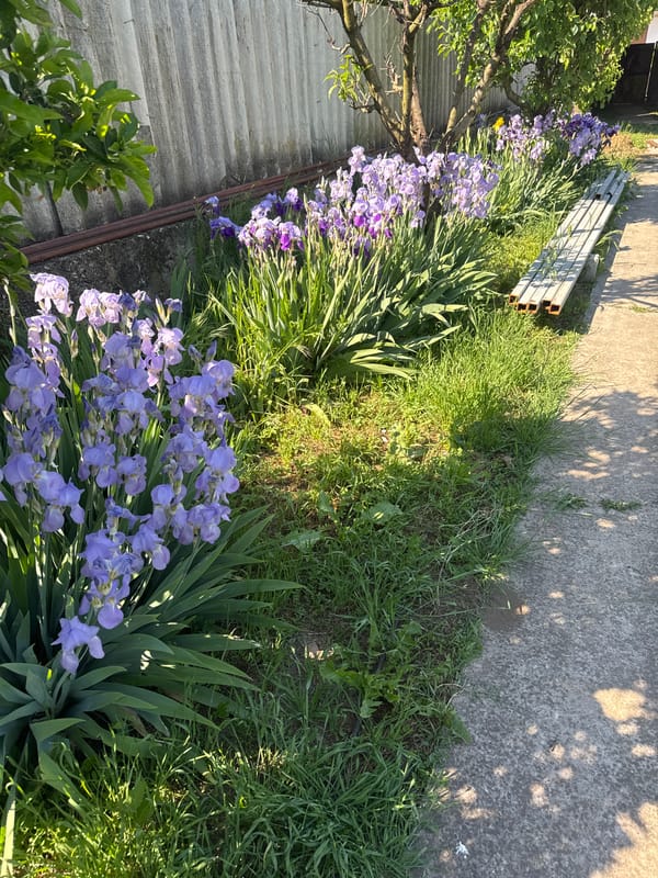 Purple irises bloom along concrete structure in Lehchevo, Bulgaria