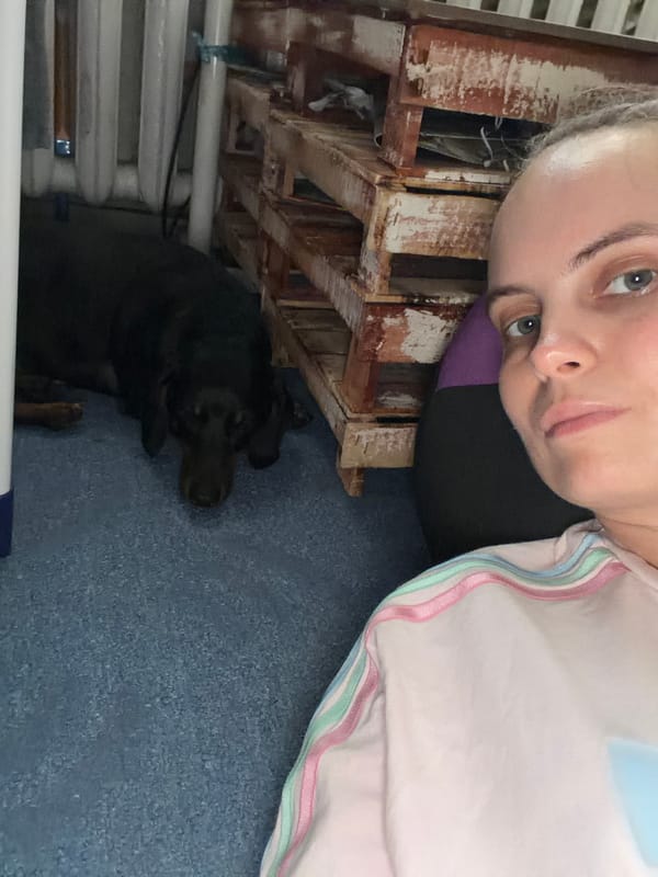 Pets relaxing at home in Dnipro