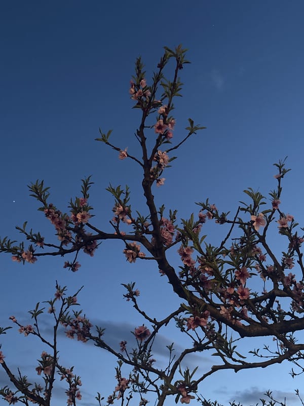 Blooming trees photographed against twilight sky in Bar, Montenegro