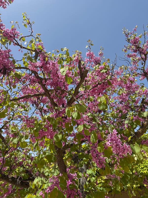 Spring blossoms photographed under clear skies in Granada