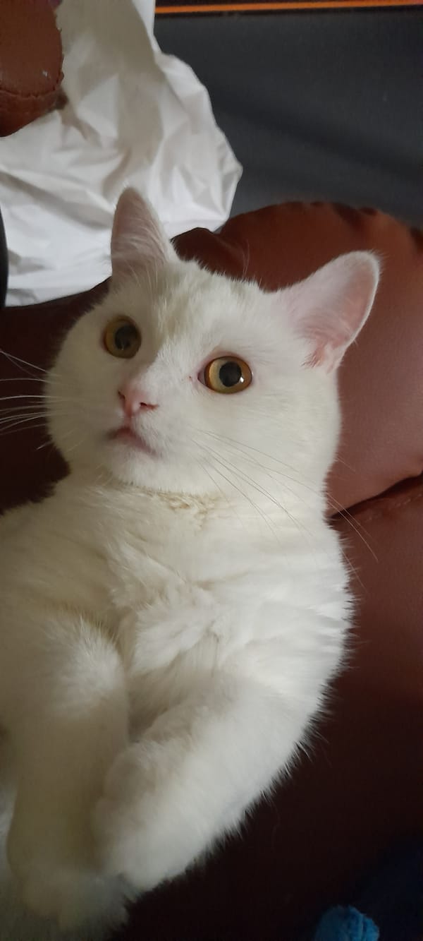White cat in Uman, plus two deadpan text slides