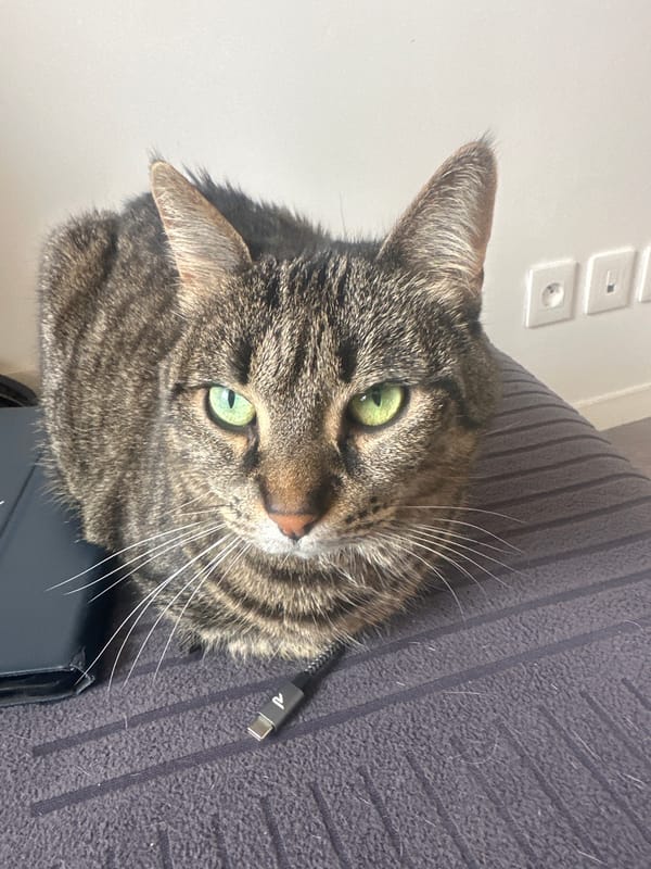 Tabby cat photographed on furniture in Châtenay-Malabry