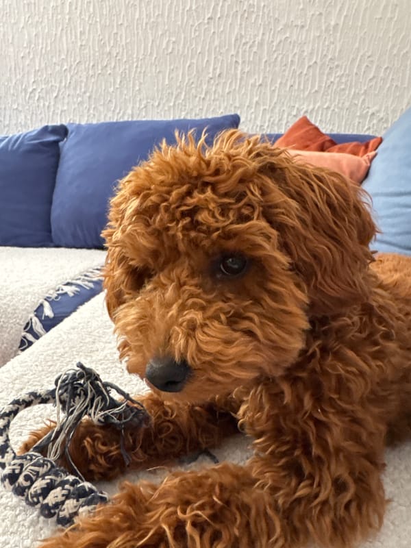 Curly golden dog chilling on a couch in Sutomore