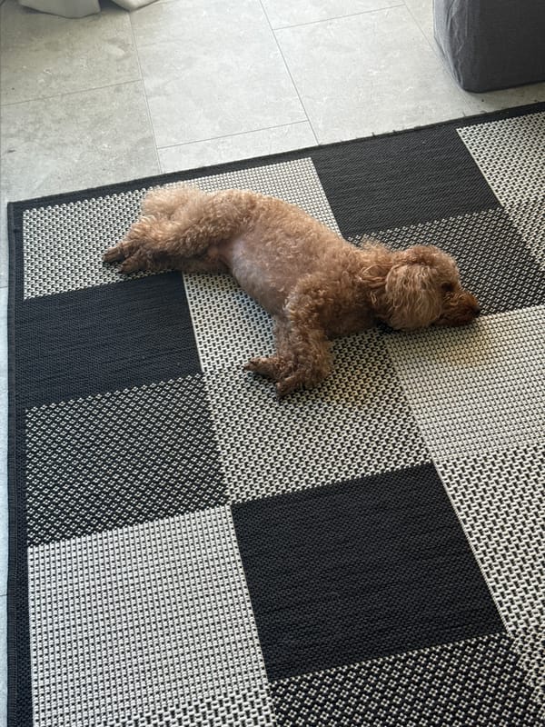 Poodle relaxes on checkered rug in Plovdiv home
