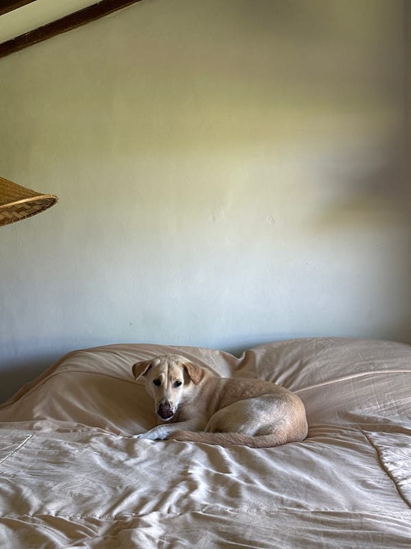 Dog lounging on a rumpled bed in North Kuta
