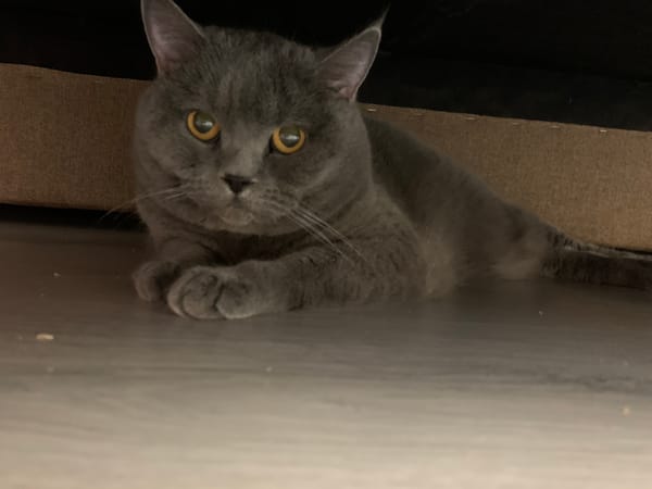 British Shorthair cat relaxes at home in Ternopil