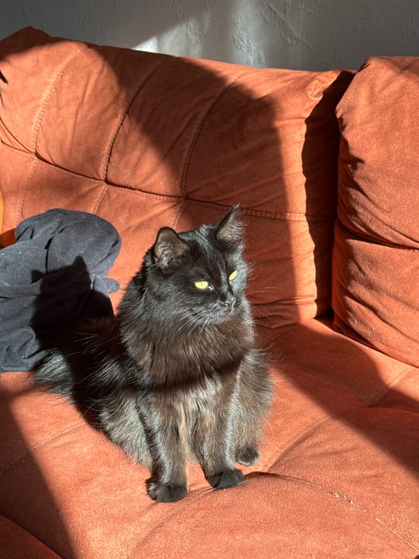 Black cat and pink orchid spotted indoors in Rostov-on-Don