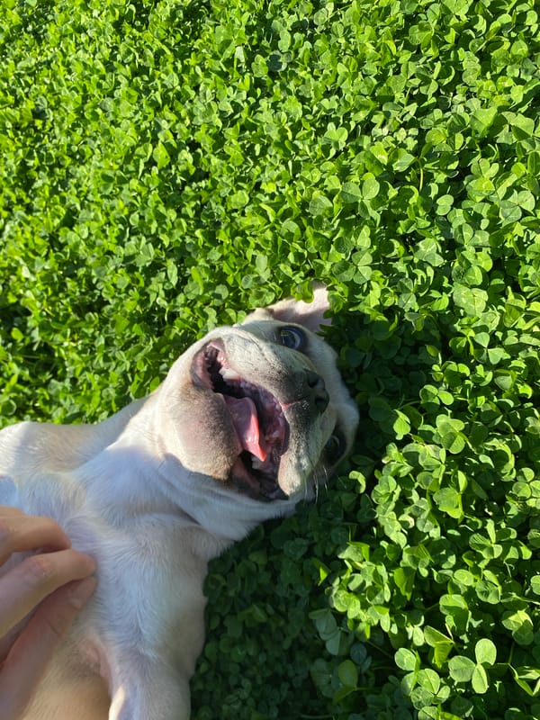 French Bulldog rests on clover lawn in Varna