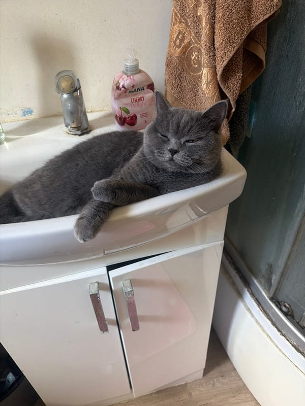 British Shorthair settles into a bathroom sink in Szczecin