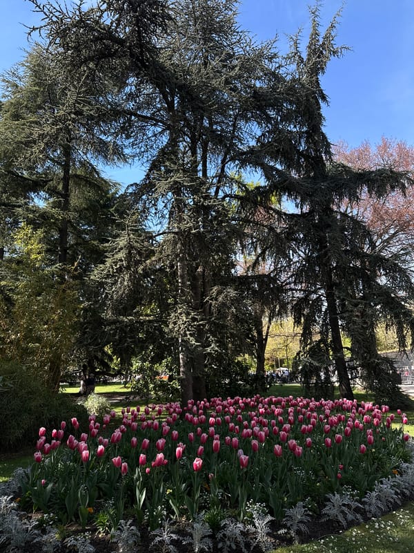 Spring tulips bloom in Paris botanical garden