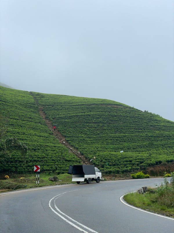 Person walks through tea plantation in Toppass, Sri Lanka