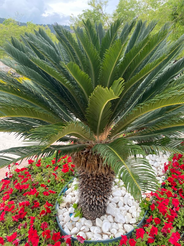 Tourist documents morning scenes at Kemer resort complex