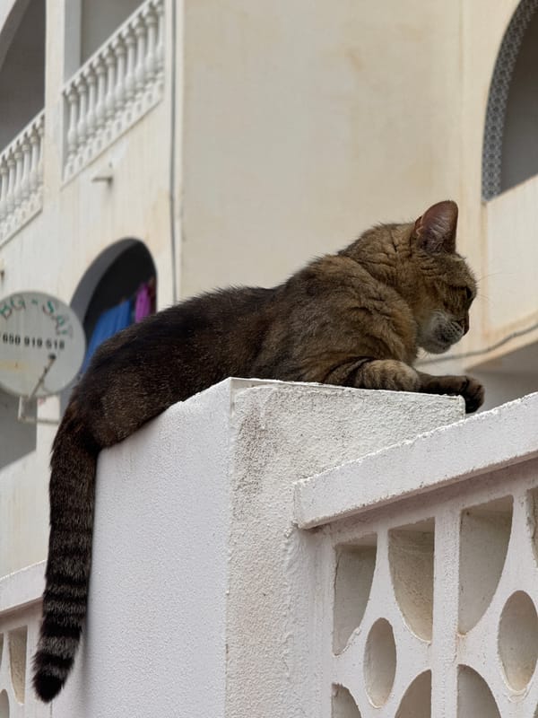 Cats, walls, and street details in Torrevieja on a summer afternoon.
