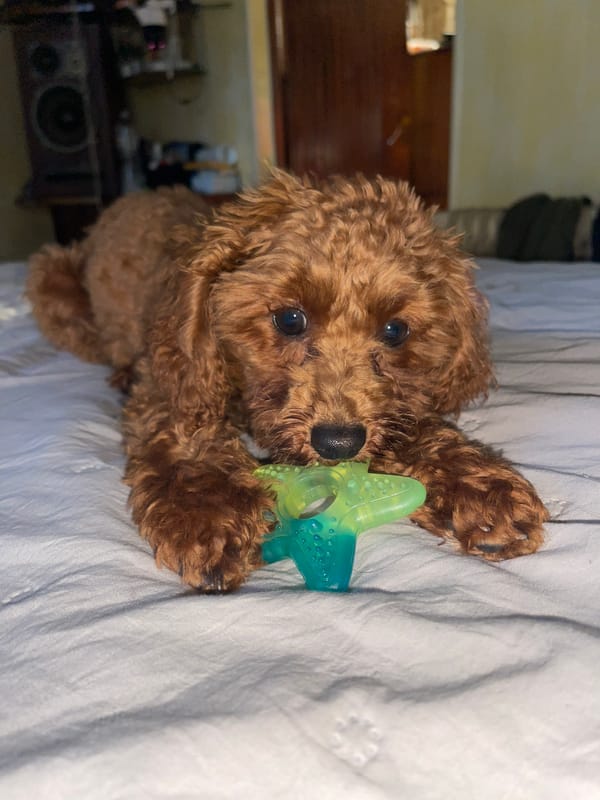 Poodle puppy's afternoon playtime documented in Sofia home