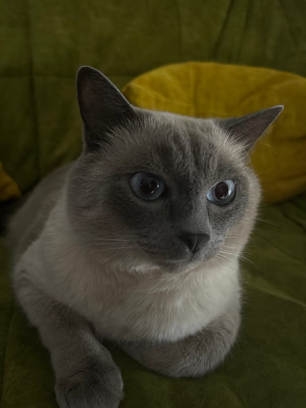 Siamese cat and houseplants, casual home shoot