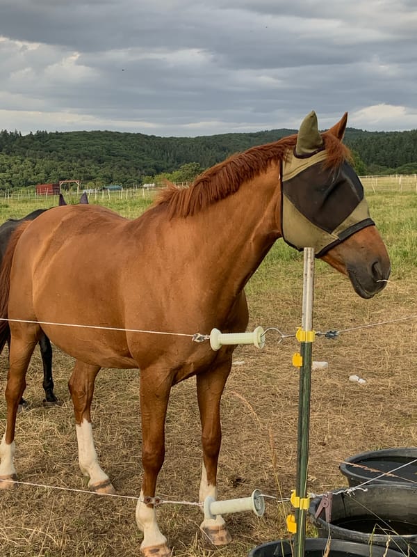 Horses in fly masks graze and rest at a German rural property