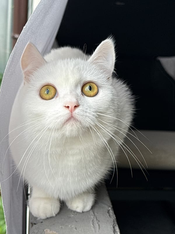 White cat on a gray ledge, gazing upward