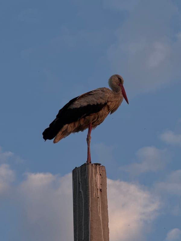 Stork on a post at golden hour