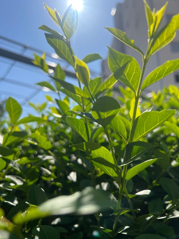 Woman takes selfies on balcony in Budva, Montenegro